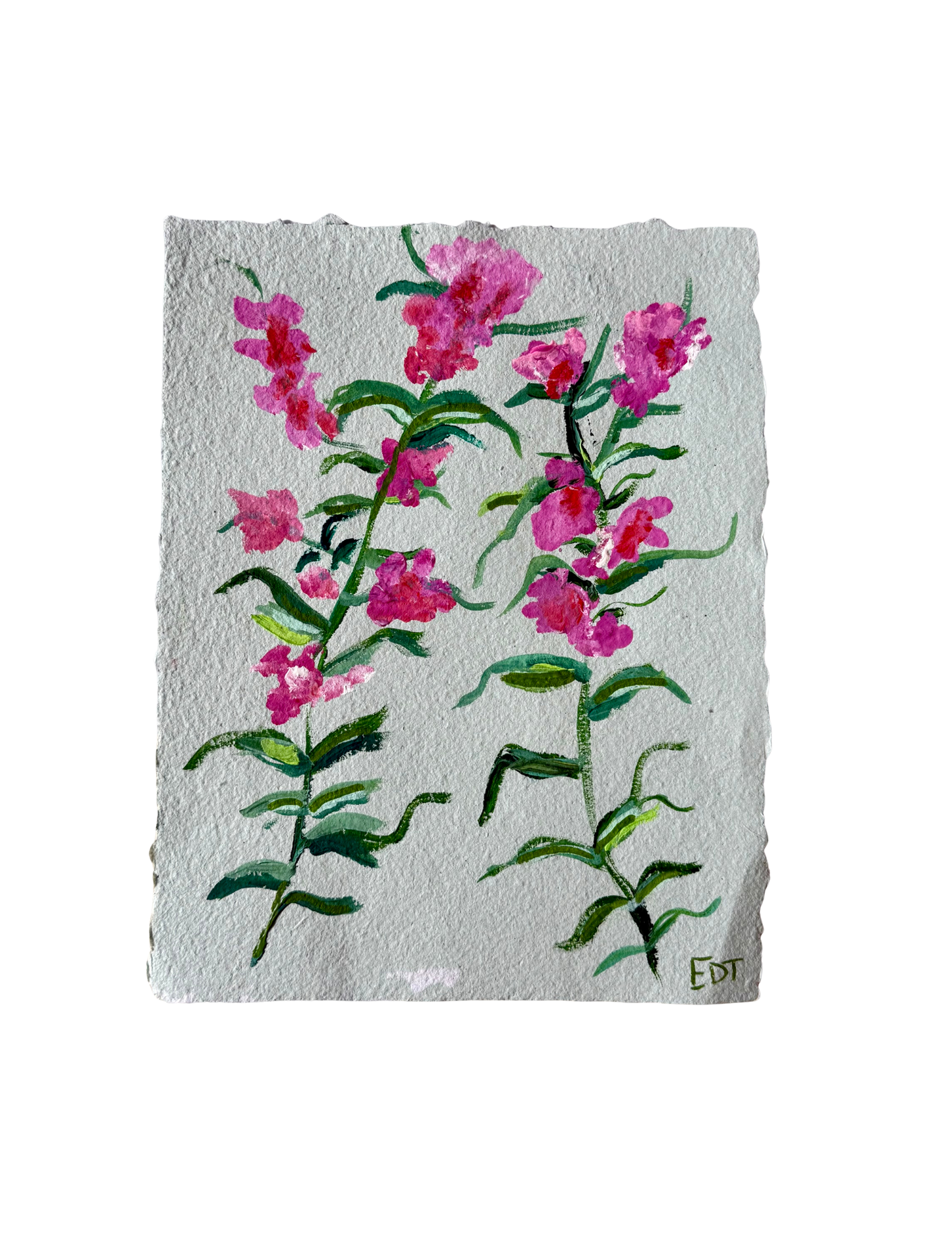 Wild Hyacinth II